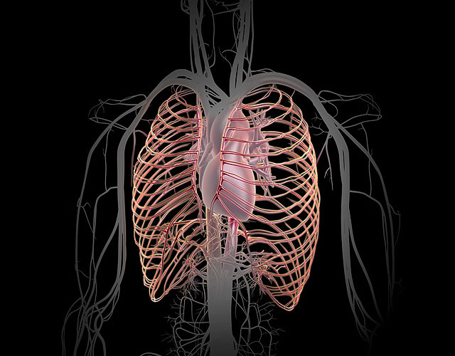 3D Male Circulatory System