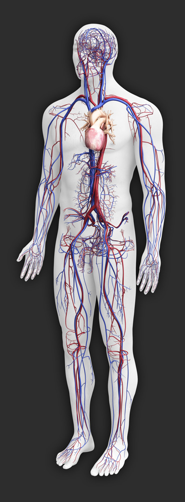 Zygote::3D Male Circulatory System | Human | Model | Medically Accurate