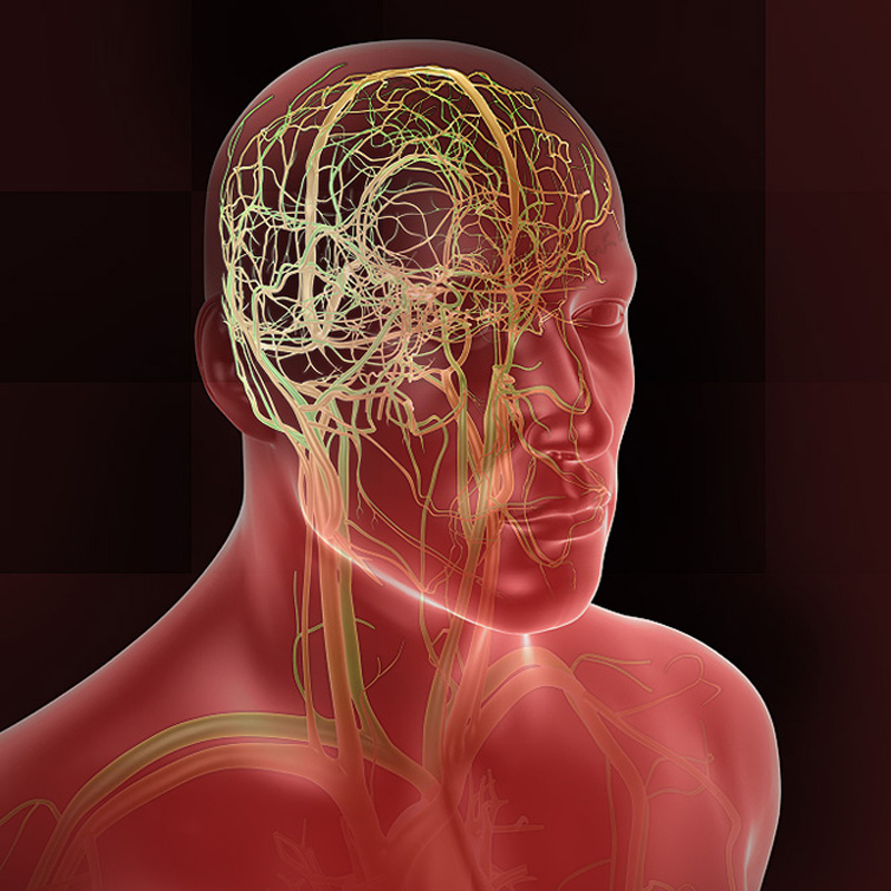 3D Male Circulatory System