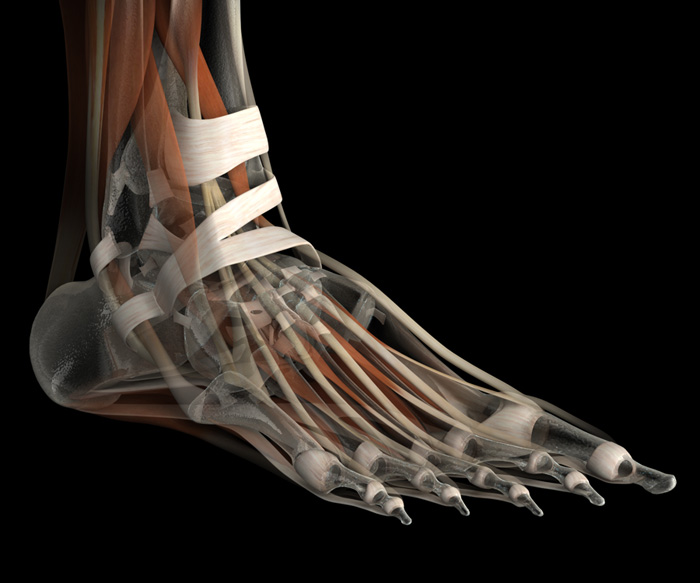 3D Male Connective Tissues of the Foot
