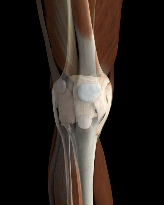 3D Male Connective Tissues of the Knee