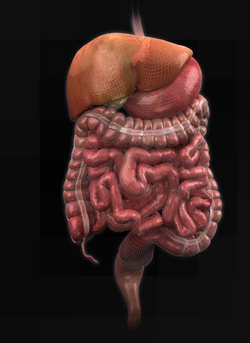 Zygote::3D Male Digestive System Model | Human | Medically Accurate