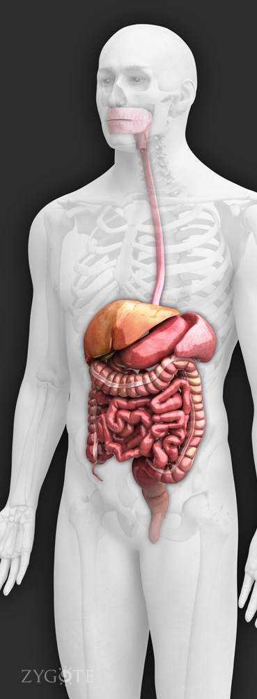 3D Male Digestive System