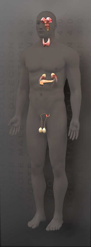3D Male Endocrine System