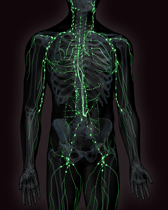 Zygote3d Male Lymphatic System Medically Accurate Human