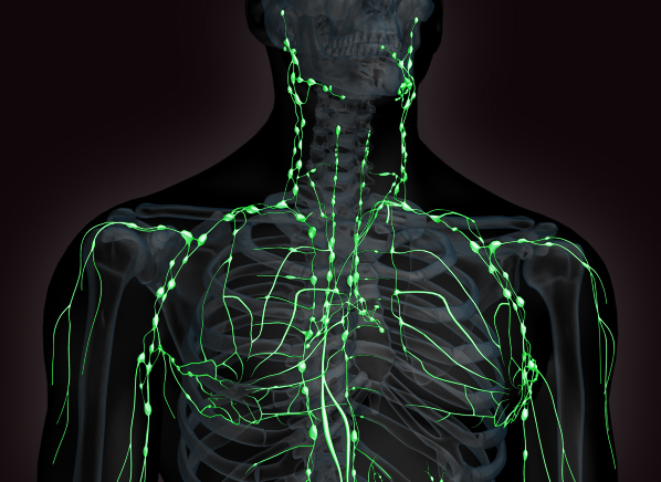 3D Male Lymphatic System