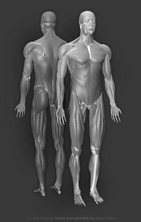 Zygote 3d Male Muscular System Medically Accurate Human