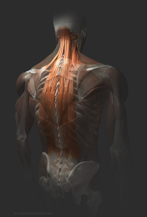 3D Male Muscular System