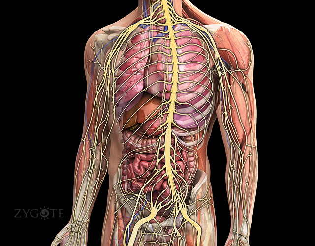 3D Male Nervous System