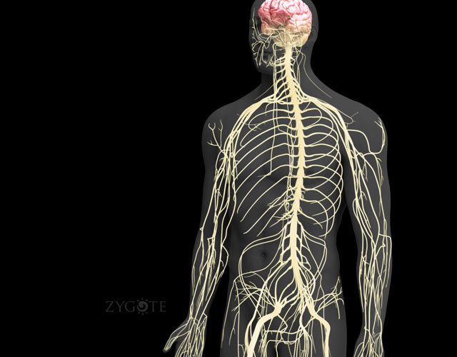 Zygote::3D Male Nervous System | Model | Human