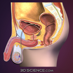 3D Male Reproductive System Sagittal