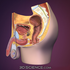 Zygote::3D Male Reproductive System Sagittal | Medically Accurate | Human