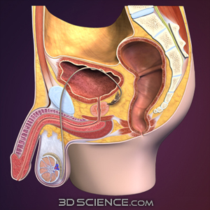 3D Male Reproductive System Sagittal