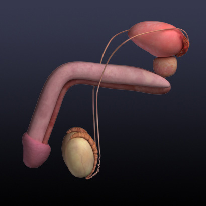3D Male Reproductive System