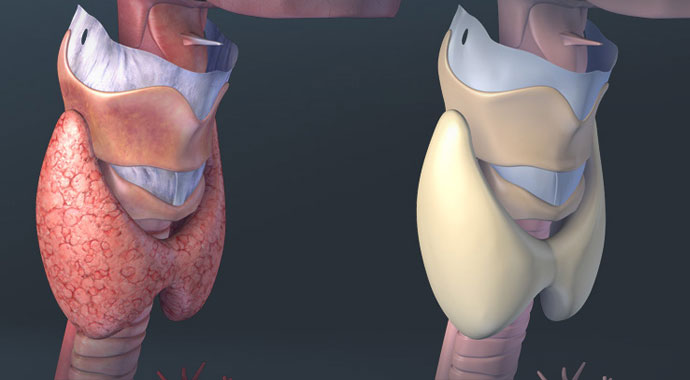 3D Male Respiratory System
