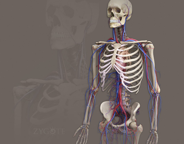 3D Male Skeleton
