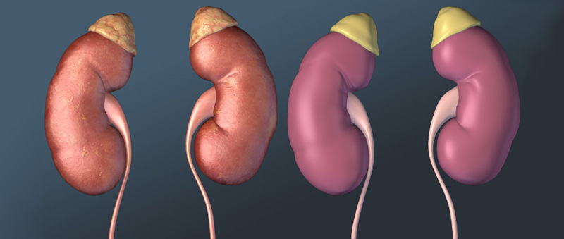 3D Male Urinary System
