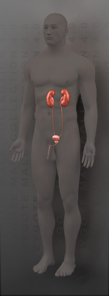 3D Male Urinary System