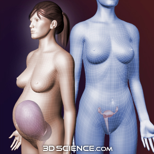 3D Pregnant Female Morph