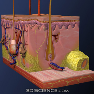 3D Skin Cross Section