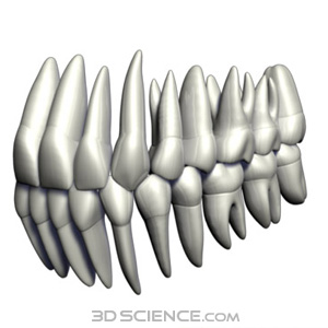 3D Teeth & Gums