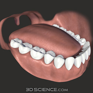 3D Teeth & Gums