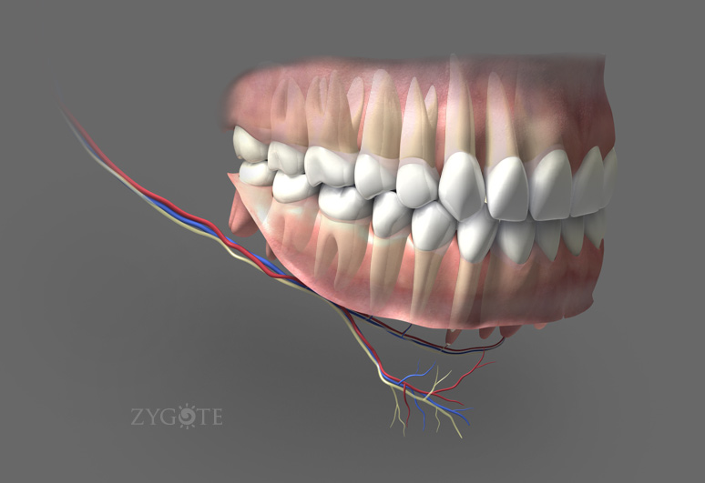 Zygote::3D Nerves in Gums Model | Teeth | Medically Accurate | Anatomy