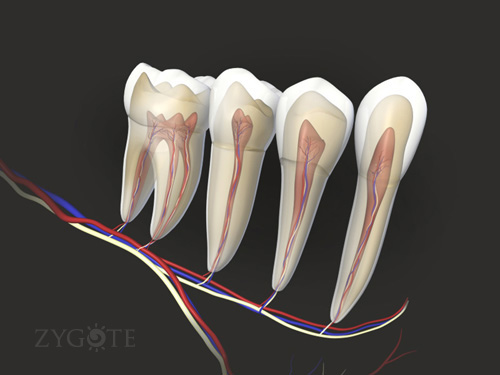 3D Teeth & Nerves
