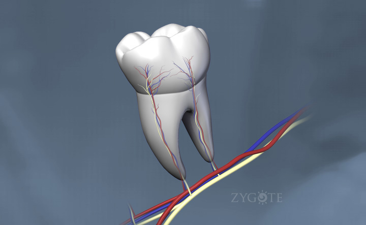 3D Teeth & Nerves
