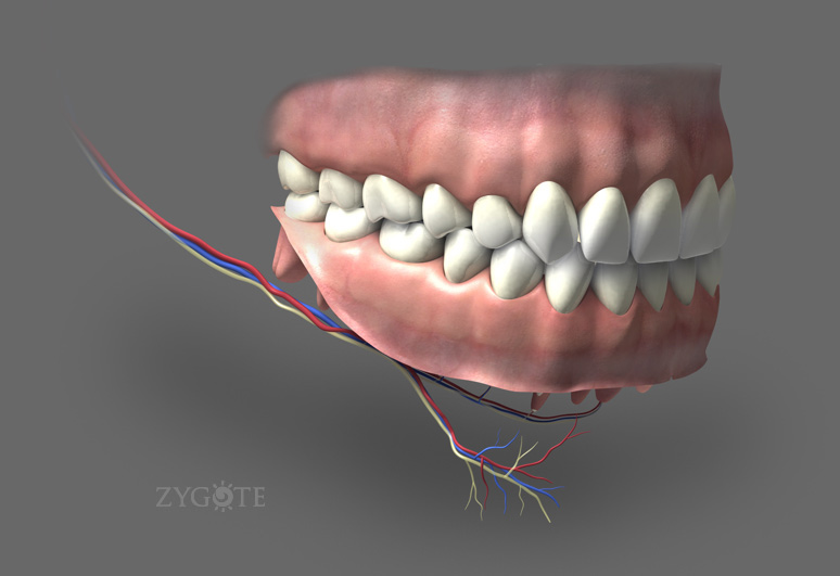 3D Teeth & Nerves