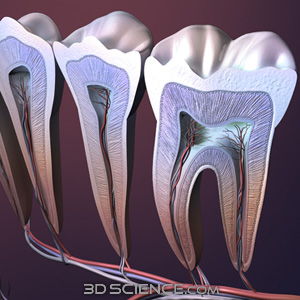3D Teeth Cross Section