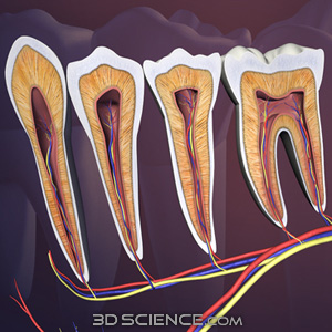3D Teeth Cross Section