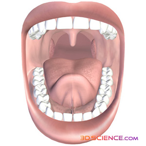 Teeth In Mouth 101