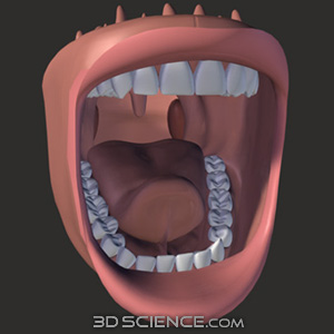 3D Teeth Open Mouth
