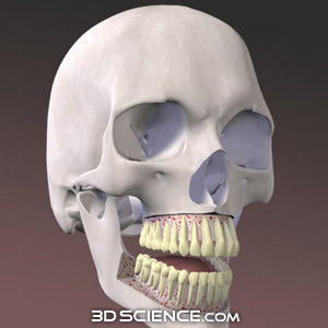3D Teeth Skull Cutaway