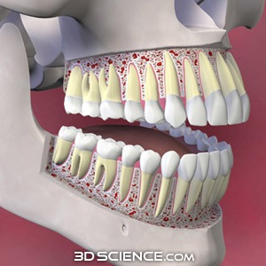 3D Teeth Skull Cutaway
