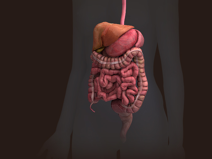 3D Female Digestive System