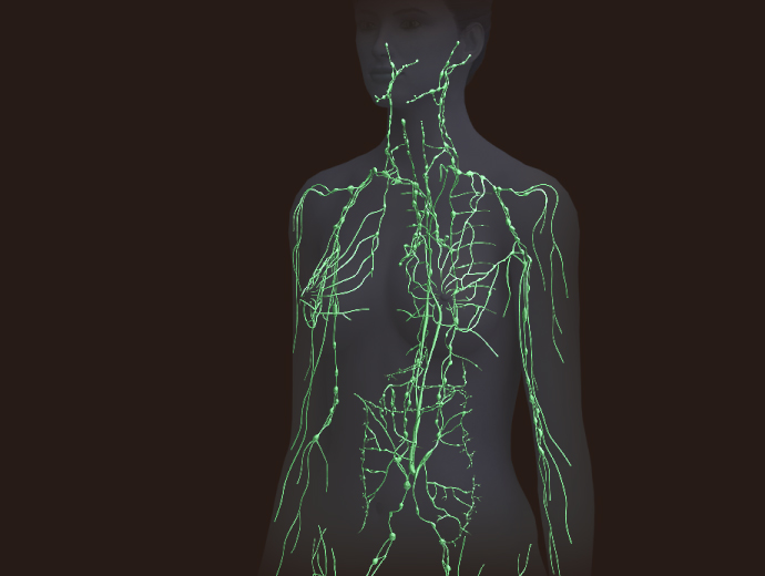 3D Female Lymphatic System