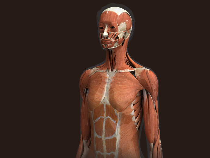 3d Muscle Female