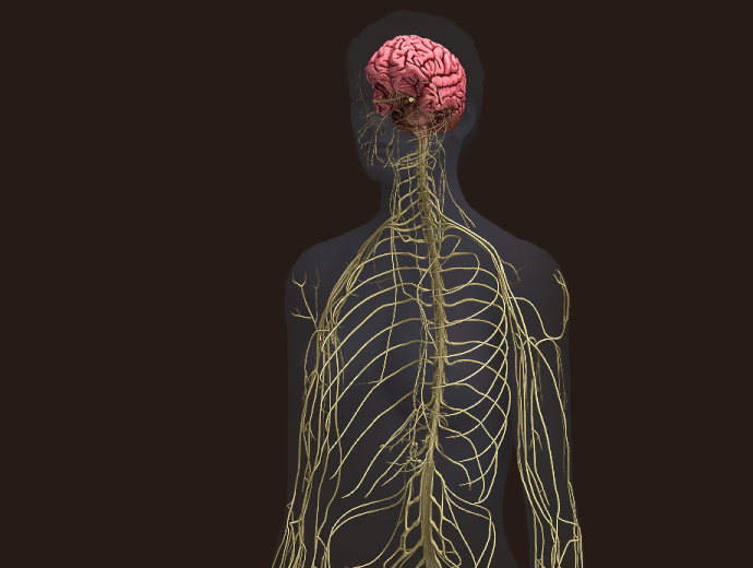 3D Female Nervous System