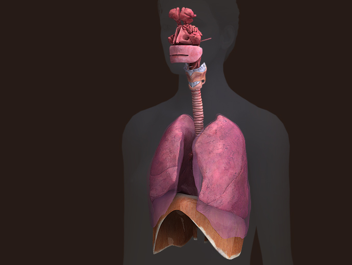 3D Female Respiratory System