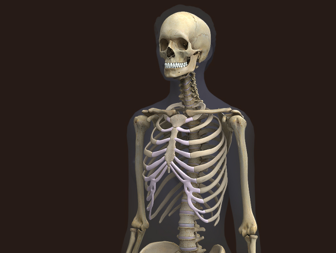 3D Female Skeleton