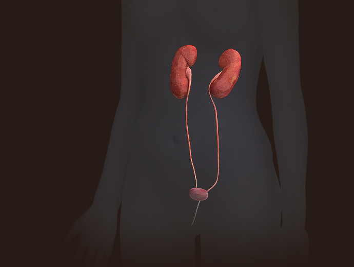 3D Female Urinary System