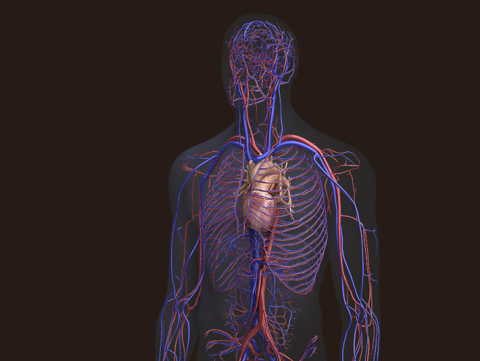 Zygote::3D Male Circulatory System | Human | Model | Medically Accurate Zygote::3D Male Circulatory System | Human | Model | Medically Accurate