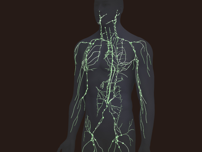 3D Male Lymphatic System