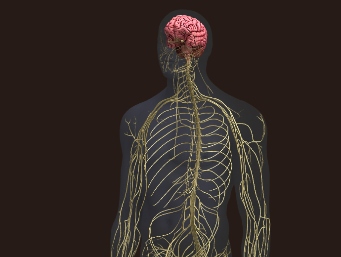 3D Male Nervous System