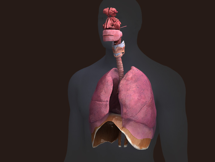 3D Male Respiratory System