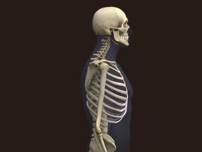 Male Skeleton 115