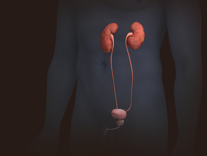 3D Male Urinary System