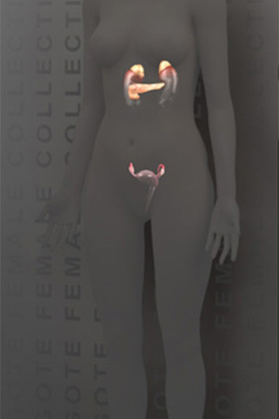 3D Female Endocrine System